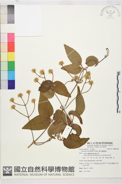 麥氏鐵線蓮藏品圖，第2張