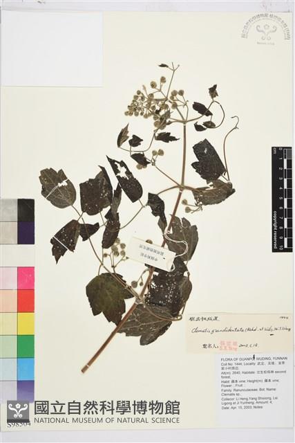 粗齒鐵線蓮藏品圖，第1張