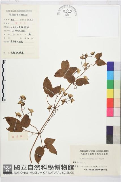 麥氏鐵線蓮藏品圖，第2張