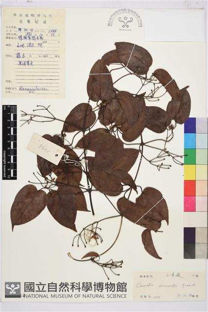 小木通藏品圖，第1張