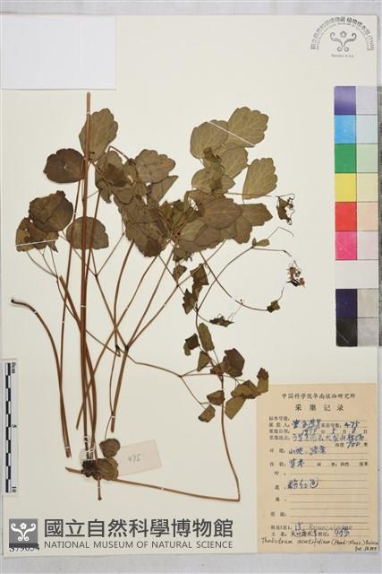 尖葉唐松草藏品圖，第1張