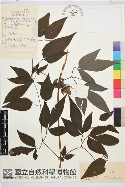 褐毛鐵線蓮藏品圖，第1張