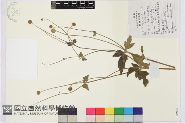 打破碗花花藏品圖，第1張