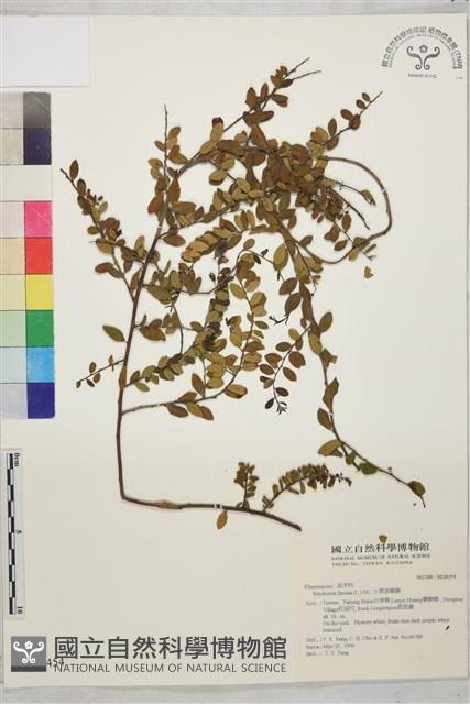 小葉黃鱔藤藏品圖，第2張