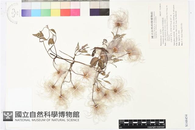 屏東鐵線蓮藏品圖，第1張