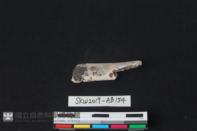 獸骨藏品圖，第1張