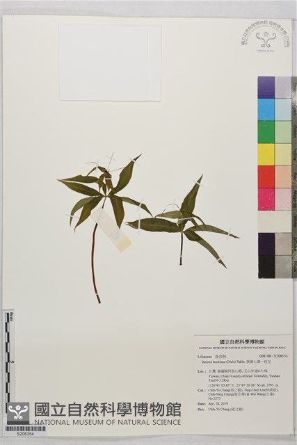 狹葉七葉一枝花藏品圖，第1張
