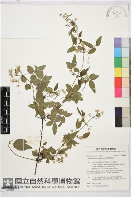 臺灣鐵線蓮藏品圖，第1張