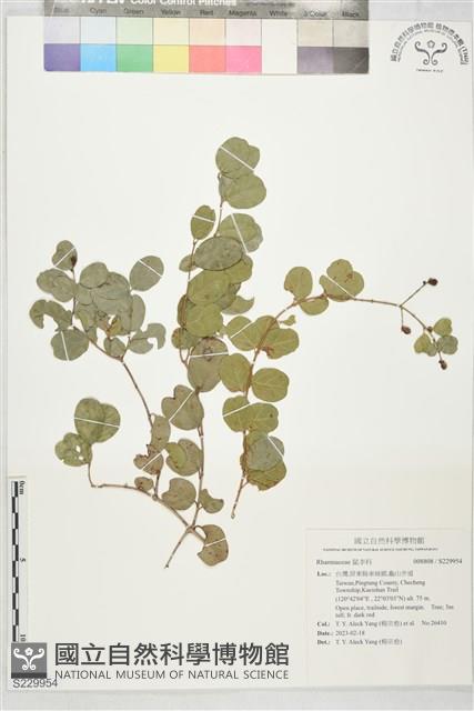 登錄號:S229954藏品圖，第1張
