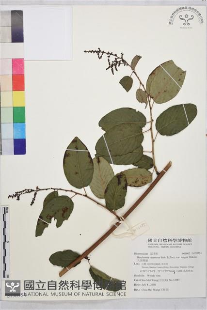 大黃鱔藤藏品圖，第1張