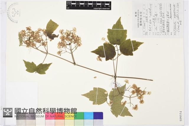 粗齒鐵線蓮藏品圖，第1張