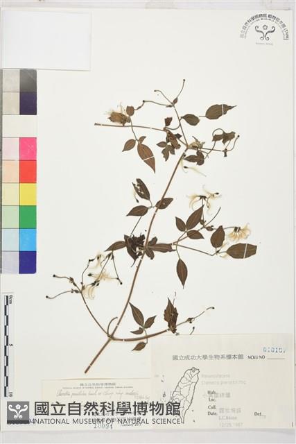 巴氏鐵線蓮藏品圖，第1張