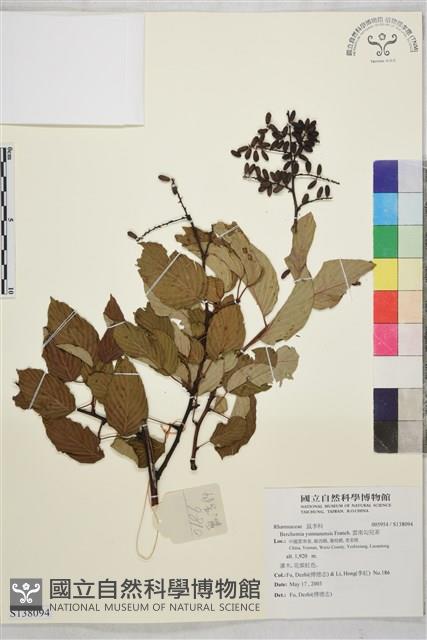 雲南勾兒茶藏品圖，第1張