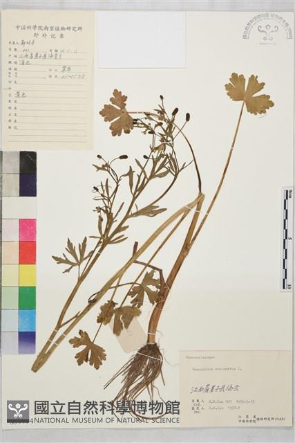 石龍芮藏品圖，第1張