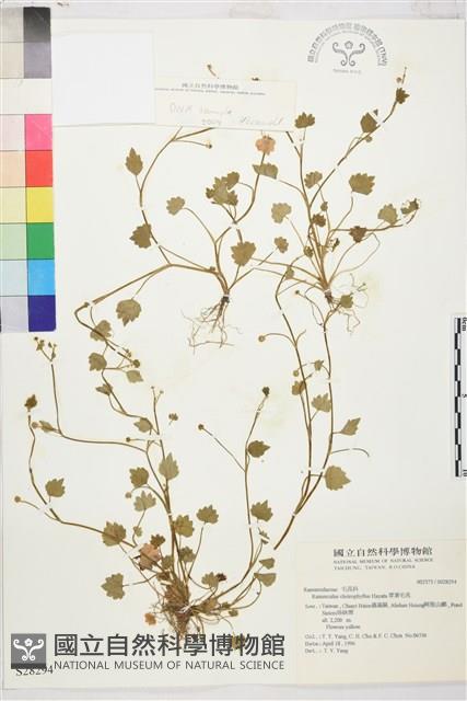 掌葉毛茛藏品圖，第1張