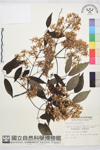 柱果鐵線蓮藏品圖，第1張