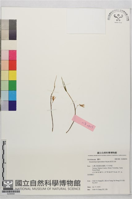 細莖石斛藏品圖，第1張