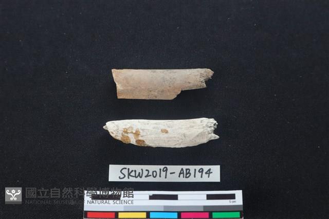 獸骨藏品圖，第1張