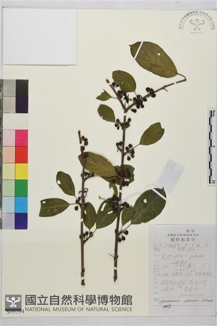 山鼠李藏品圖，第1張