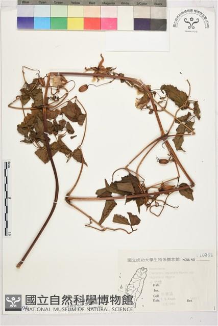 小木通藏品圖，第1張