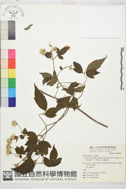 巴氏鐵線蓮藏品圖，第2張