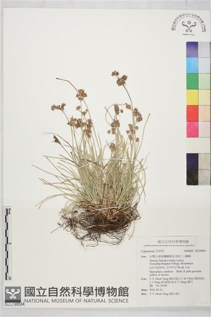 登錄號:S229894藏品圖，第1張