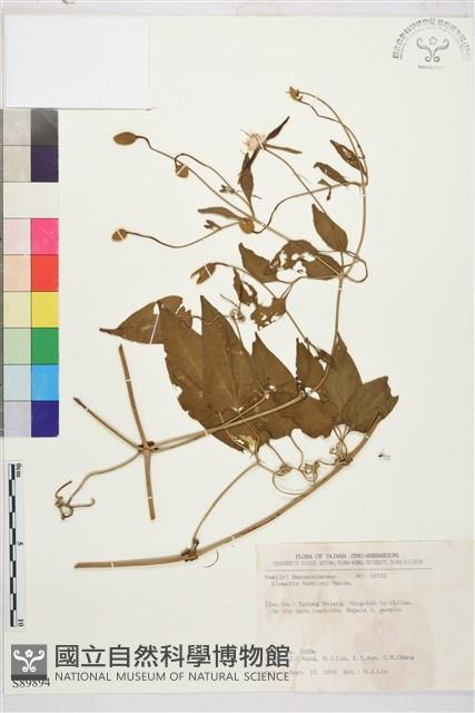 田代氏鐵線蓮藏品圖，第1張