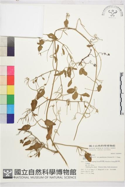 鵝鑾鼻鐵線蓮藏品圖，第2張