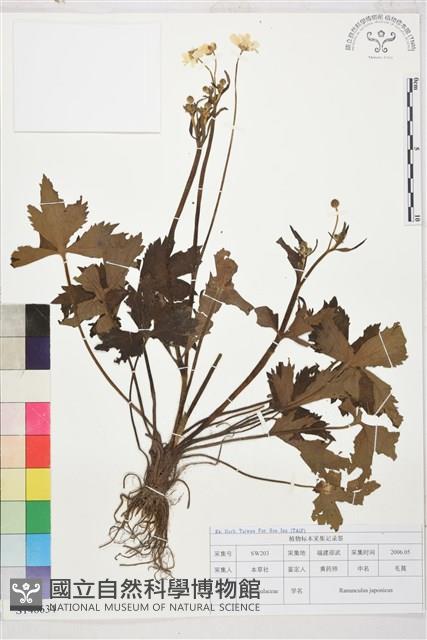 毛茛藏品圖，第1張