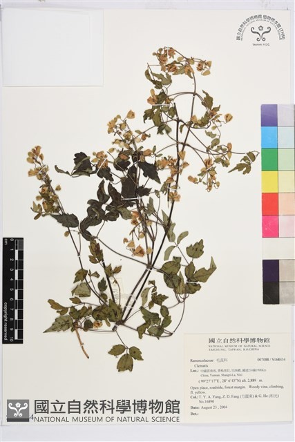 登錄號:S168434藏品圖，第1張