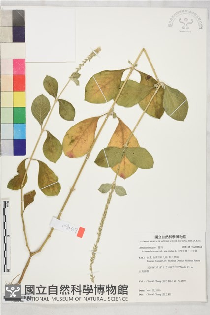 印度牛膝、土牛藤藏品圖，第1張