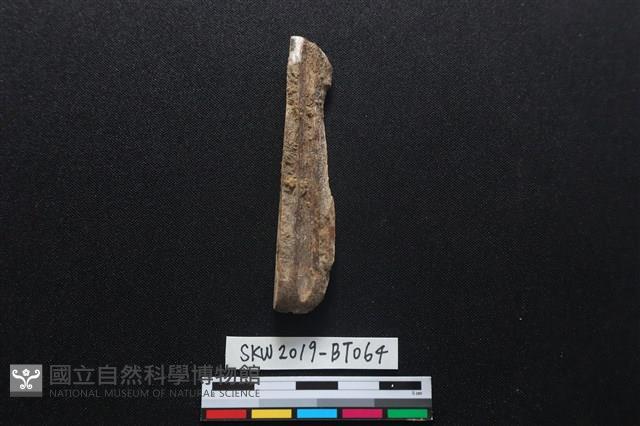 磨製骨鑿藏品圖，第1張