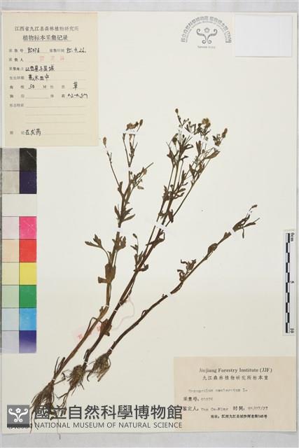 石龍芮藏品圖，第1張