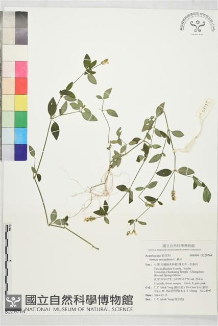 爵床藏品圖，第1張