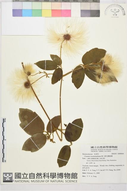 銹毛鐵線蓮藏品圖，第1張