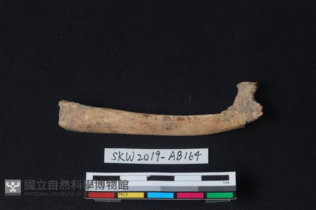 獸骨藏品圖，第1張