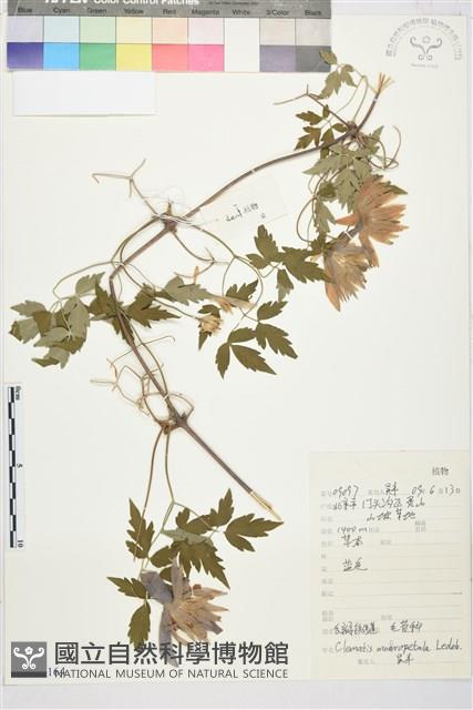 長瓣鐵線蓮藏品圖，第1張