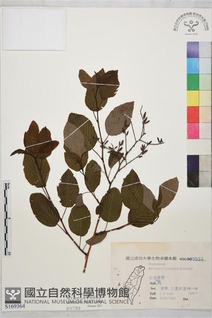 臺灣黃鱔藤藏品圖，第1張