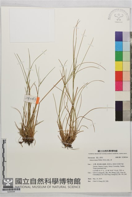 阿里山燈心草藏品圖，第1張