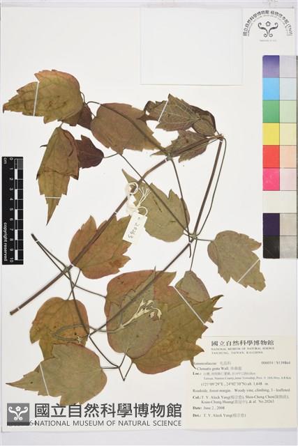 串鼻龍藏品圖，第1張