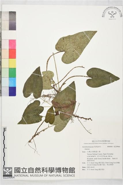 登錄號:S229964藏品圖，第1張