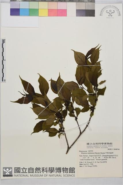 中原氏鼠李藏品圖，第1張