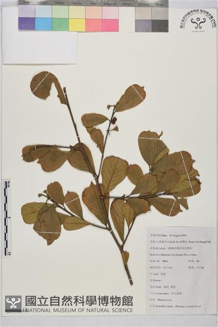 鈍齒鼠李藏品圖，第1張