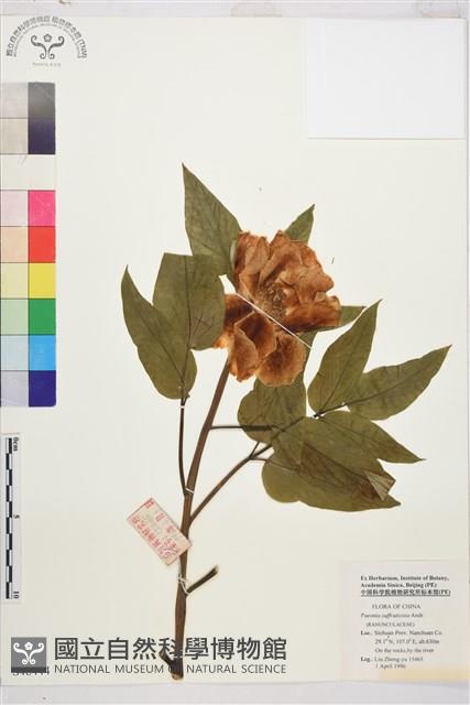 牡丹藏品圖，第1張