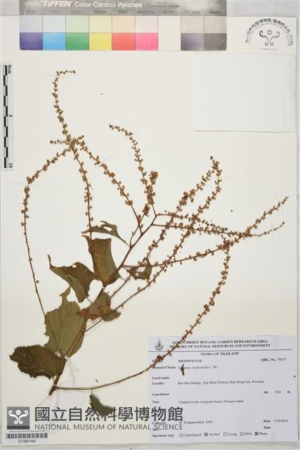 登錄號:S198144藏品圖，第1張