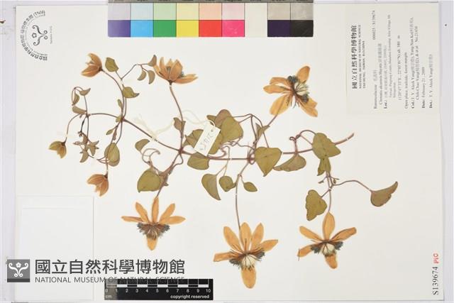 屏東鐵線蓮藏品圖，第1張