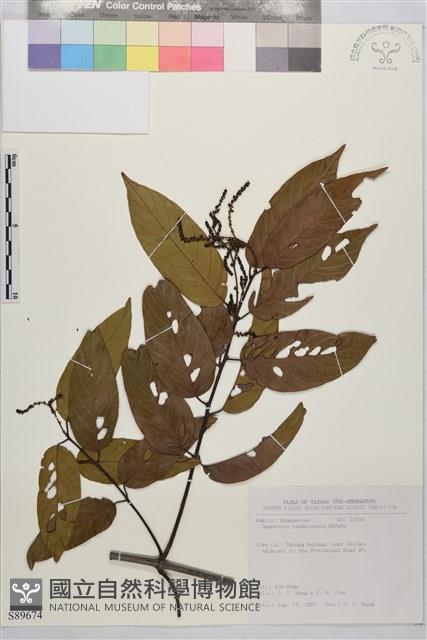 巒大雀梅藤藏品圖，第1張