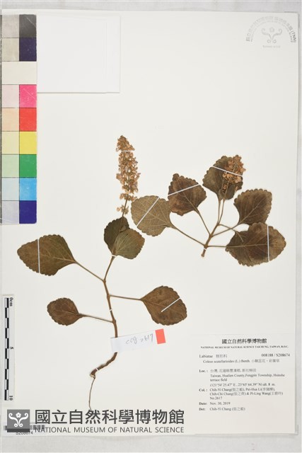 小鞘蕊花、彩葉草藏品圖，第1張