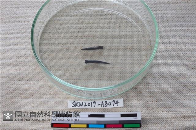 魚骨藏品圖，第1張