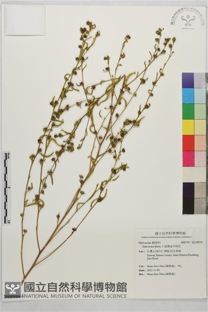 細葉金午時花藏品圖，第1張